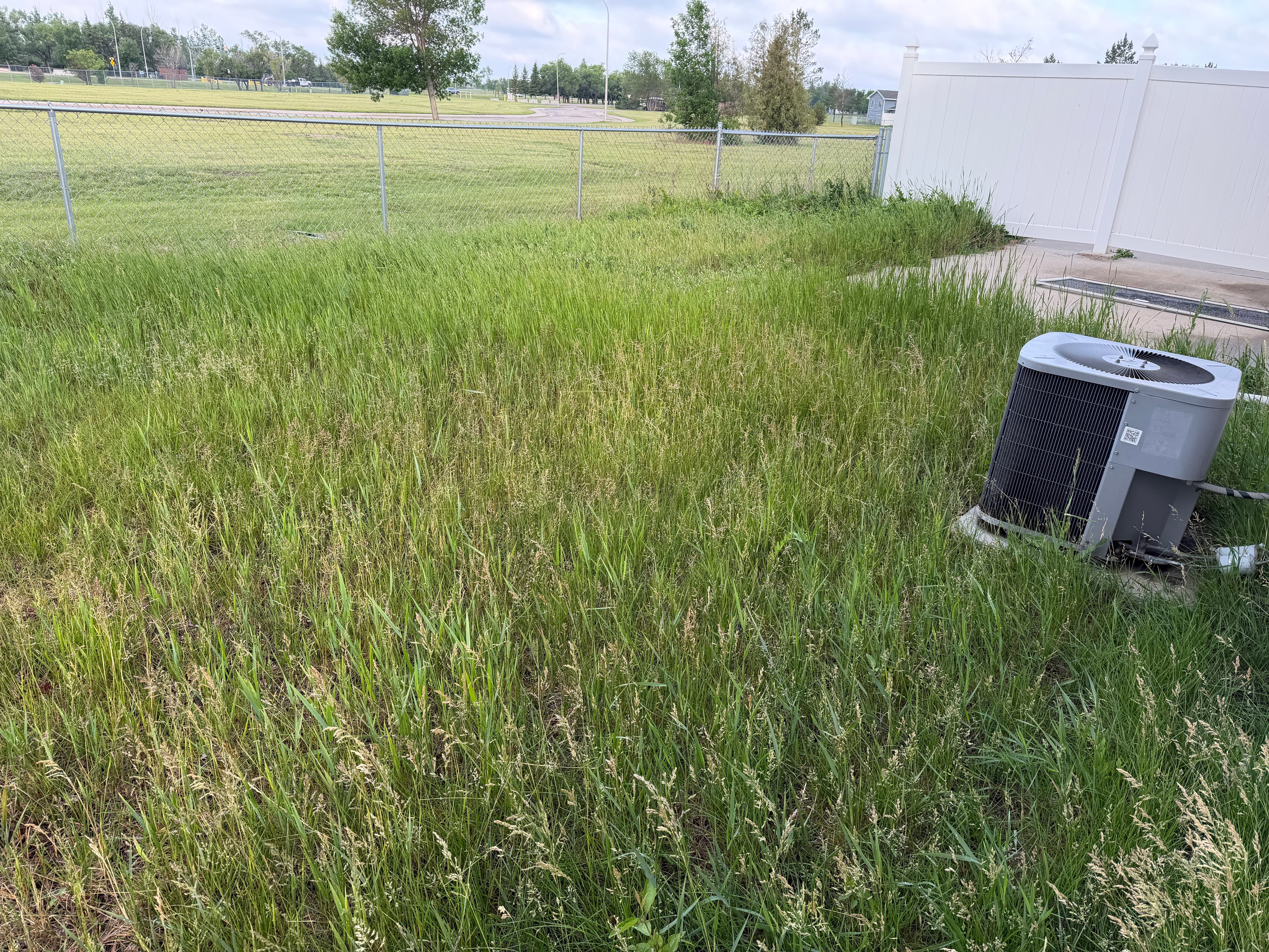 Before tall backyard grass cleanup